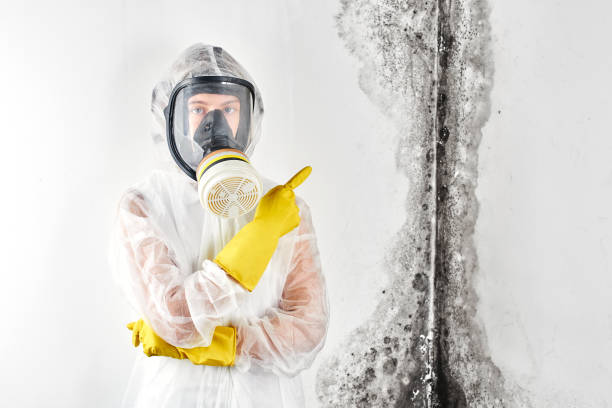 Mold Remediation for Vacation Homes in Stone Ridge, NY